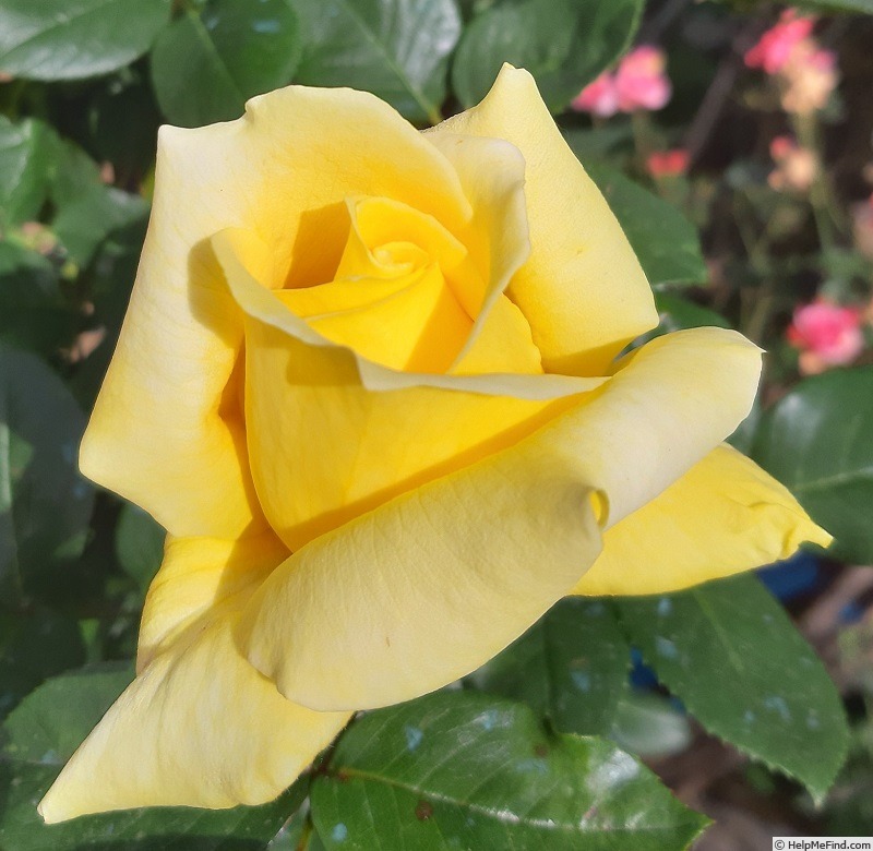 'Landora ®' rose photo