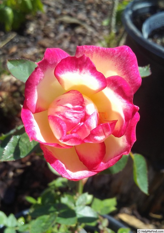 'Hula Hoop (floribunda, Moore, 1990)' rose photo