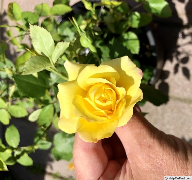 'YBRCAMP3' rose photo