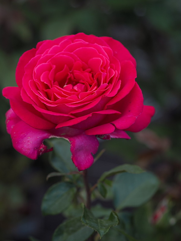 'Vélasquez ®' rose photo