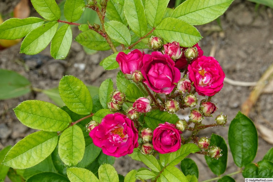 'Rosiériste Pajotin-Chédane' rose photo