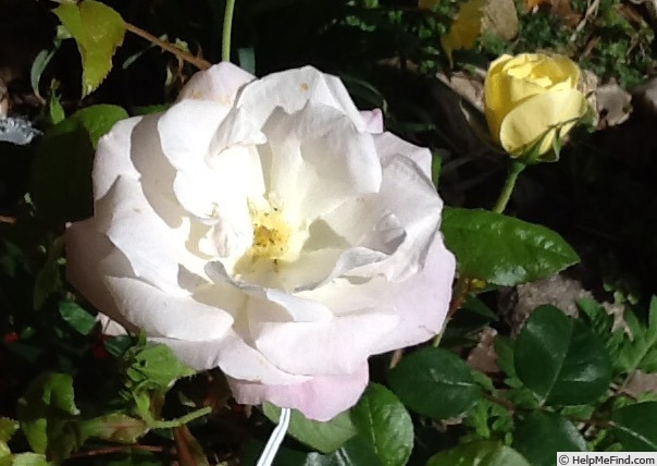 'Bright & Shiny ™' rose photo