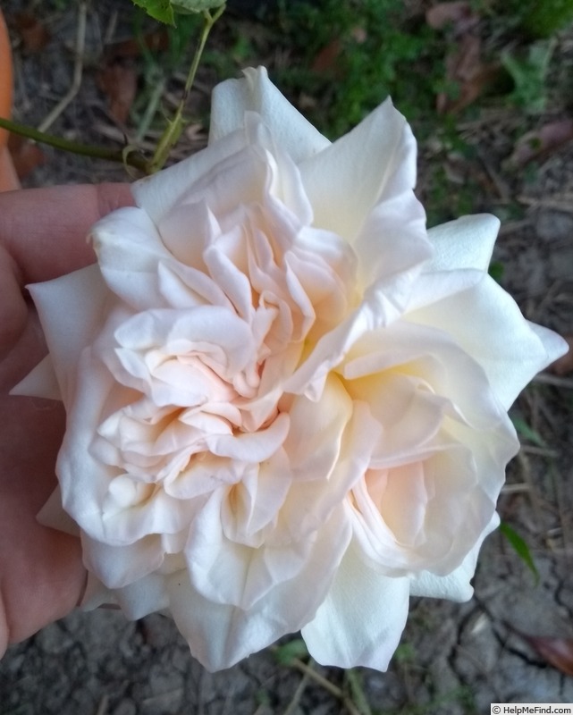 'Chun Shui Lu Bo' rose, click to enlarge 'Chun Shui Lu Bo' rose photo