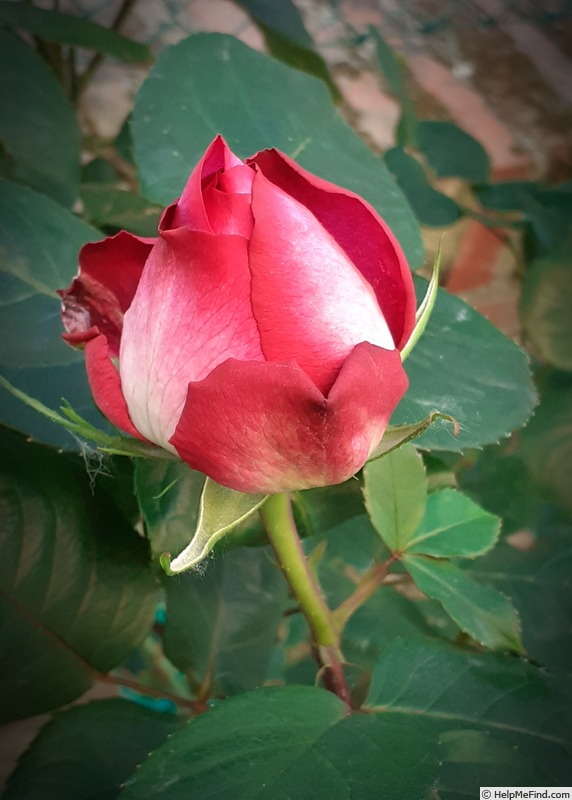 'Acapella ® (hybrid tea, Evers/Tantau 1994)' rose photo