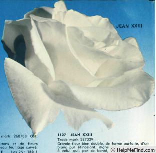 'Jean XXIII (hybrid tea, Mondial Roses, 1963)' rose photo