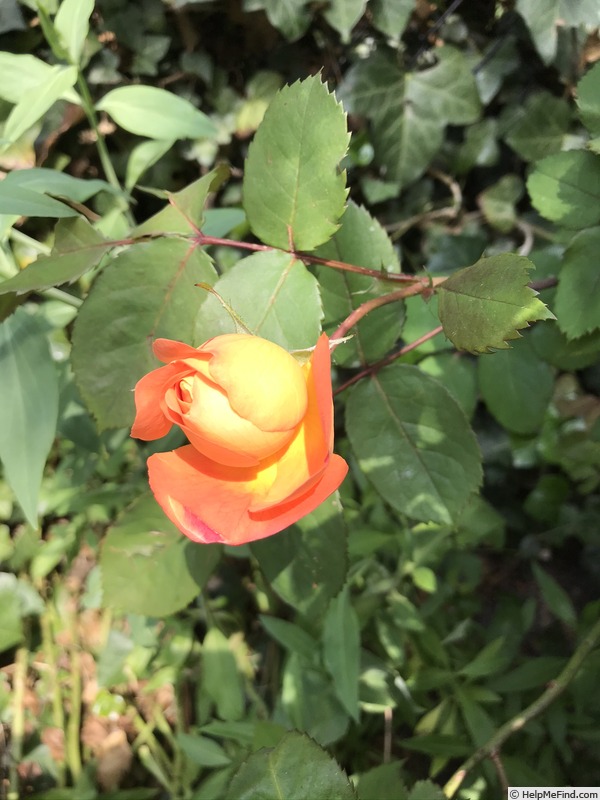 'Lady Emma Hamilton' rose photo