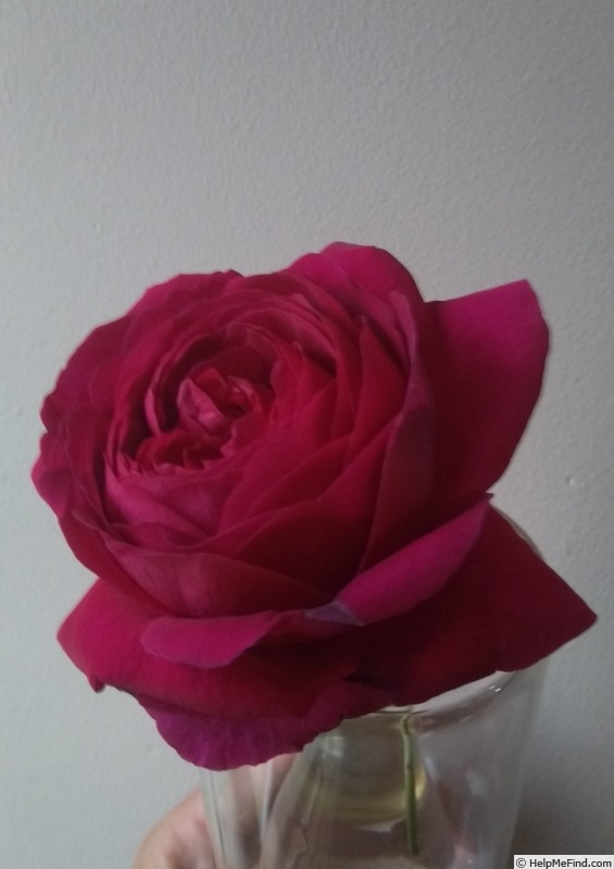 'Philippe Bardet' rose photo
