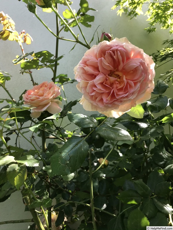 'Abraham Darby' rose photo