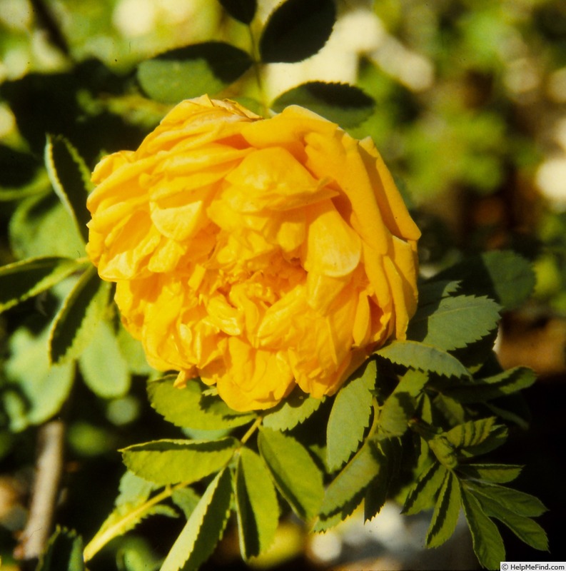 'R. hemisphaerica' rose photo