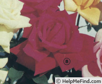'Carmen Tessier' rose photo