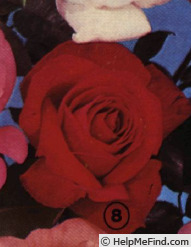 'Aïda (hybrid tea, Mansuino, 1956)' rose photo