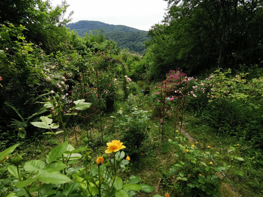 'Janine's Rose Garden'  photo
