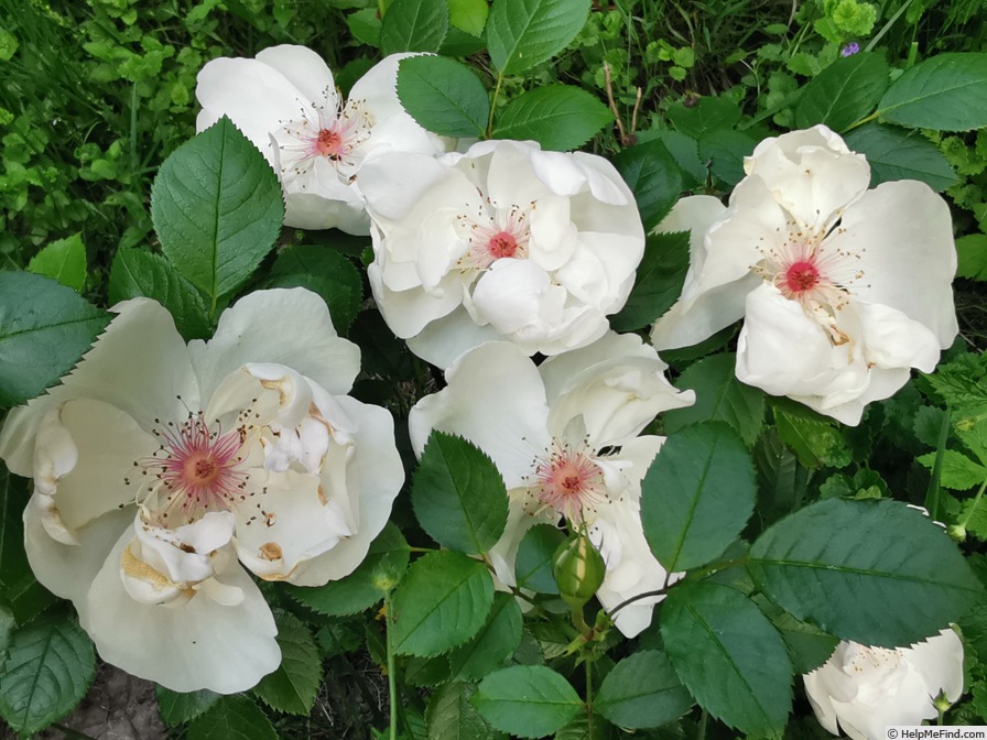 'Jacqueline du Pré (shrub, Harkness before 1986)' rose, click to enlarge 'Jacqueline du Pré (shrub, Harkness before 1986)' rose photo