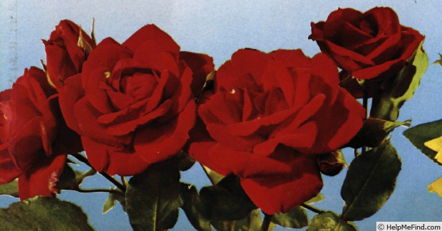 'Allotria (floribunda, Tantau, 1958)' rose photo
