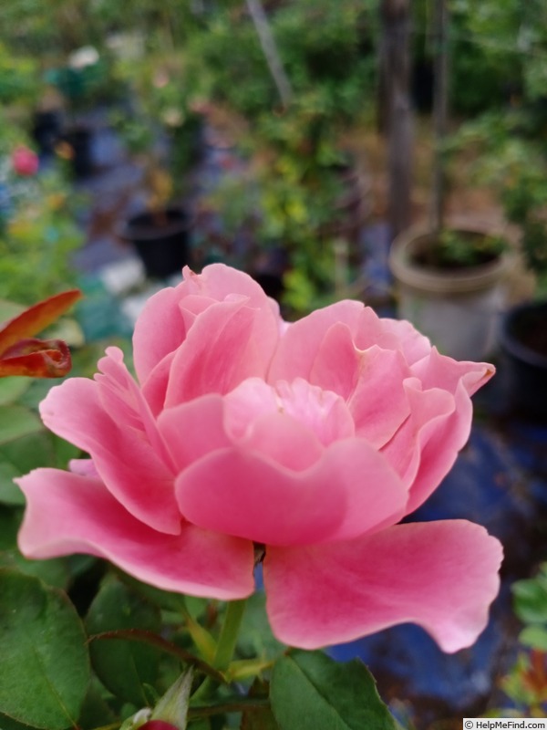'Charmwell Grandma's Rose' rose photo