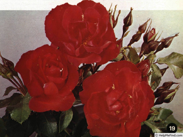 'Orange Sweetheart' rose photo
