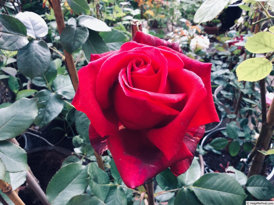 'Velvet Fragrance (Hybrid Tea, Fryer before 1985)' rose photo