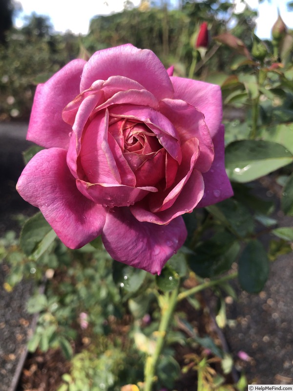 'Queen of Elegance ™' rose photo