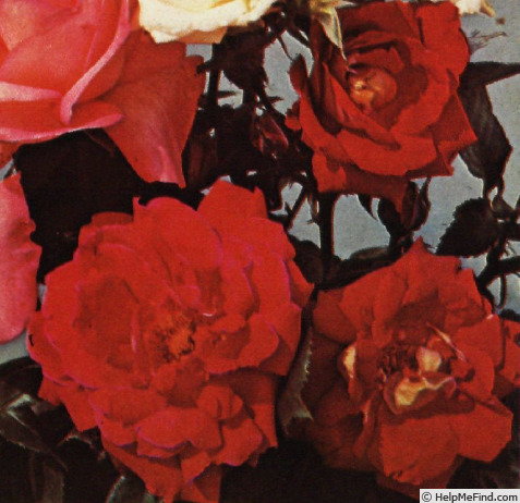 'Antique (floribunda, Kordes, 1967)' rose photo