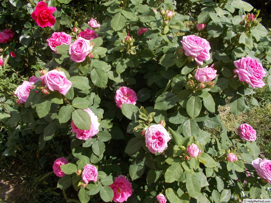 'Madame Joseph Bonnaire' rose photo
