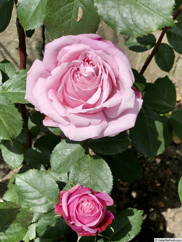 'Soeur Emmanuelle ®' rose photo