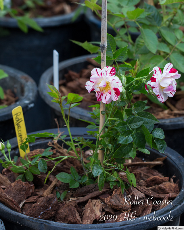 'Roller Coaster' rose photo