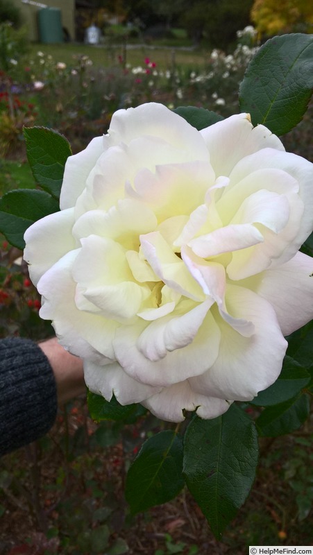 'Gloire Lyonnaise' rose photo