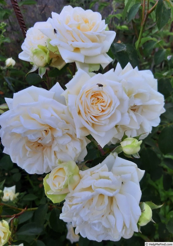 'Ilse Krohn Superior' rose photo