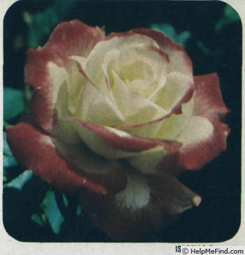 'Isabella ® (hybrid tea, Grandes Roseraies, 1974)' rose photo