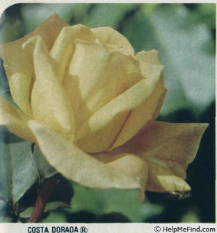 'Costa Dorada ® (hybrid tea, Grandes Roseraies, 1974)' rose photo