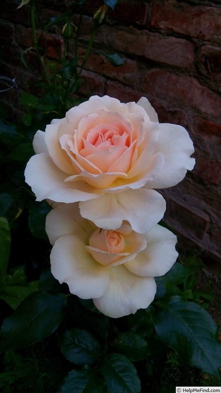 'Chandos Beauty' rose photo