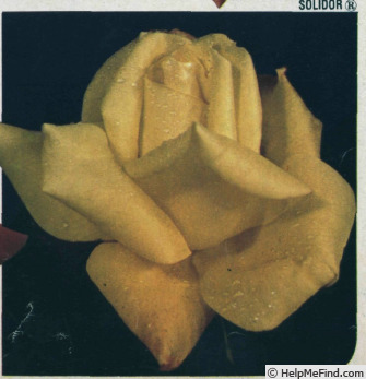 'Solidor (hybrid tea, Grandes Roseraies, 1974)' rose photo
