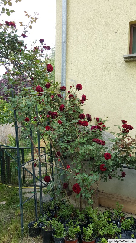 'Guinée' rose photo