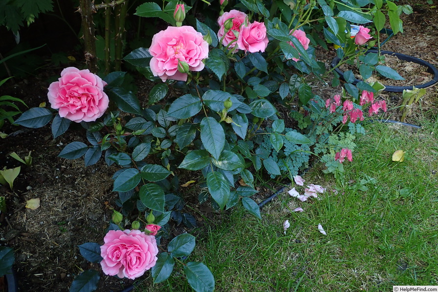 'Danielle (miniature, Brown, 1997)' rose photo