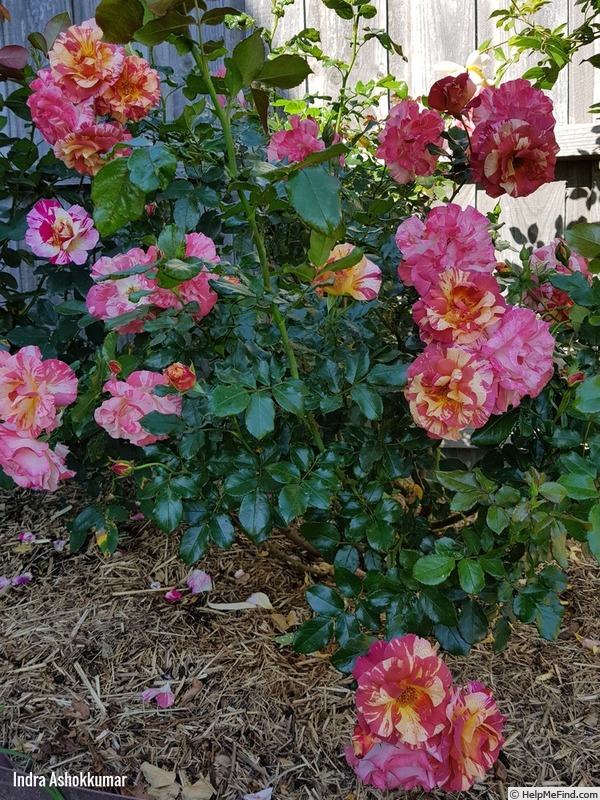 'Alfred Sisley ™' rose photo