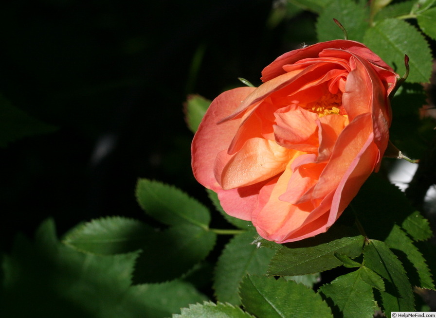 'Prairie Magic' rose photo