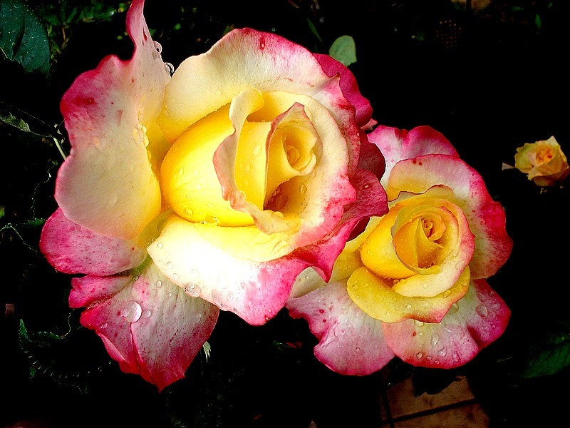 'Concours Lepine ®' rose photo