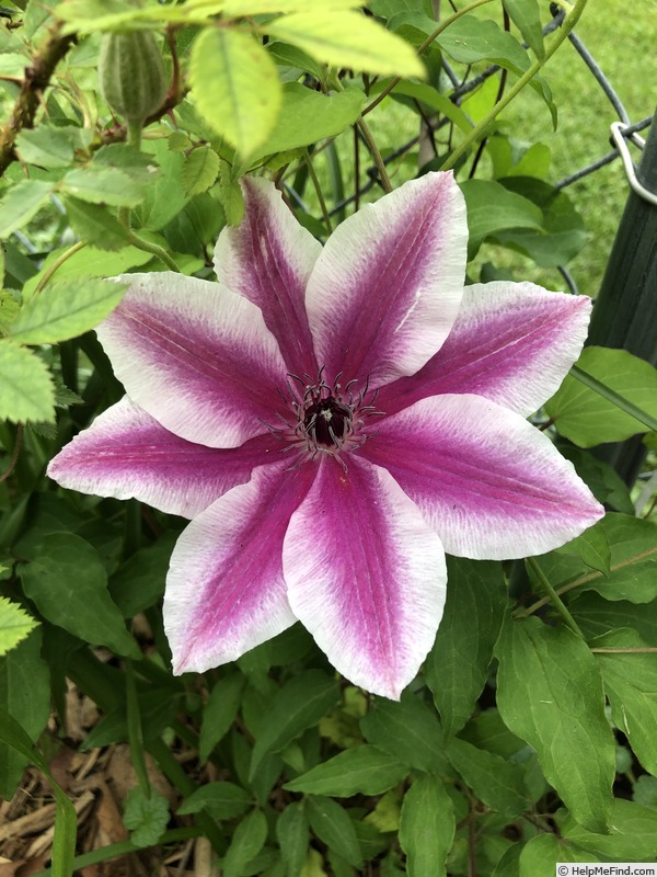 'Carnaby' clematis photo