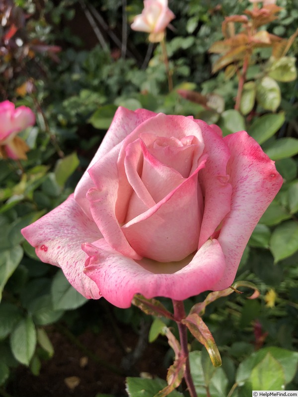 'Pinkerbelle™' rose photo