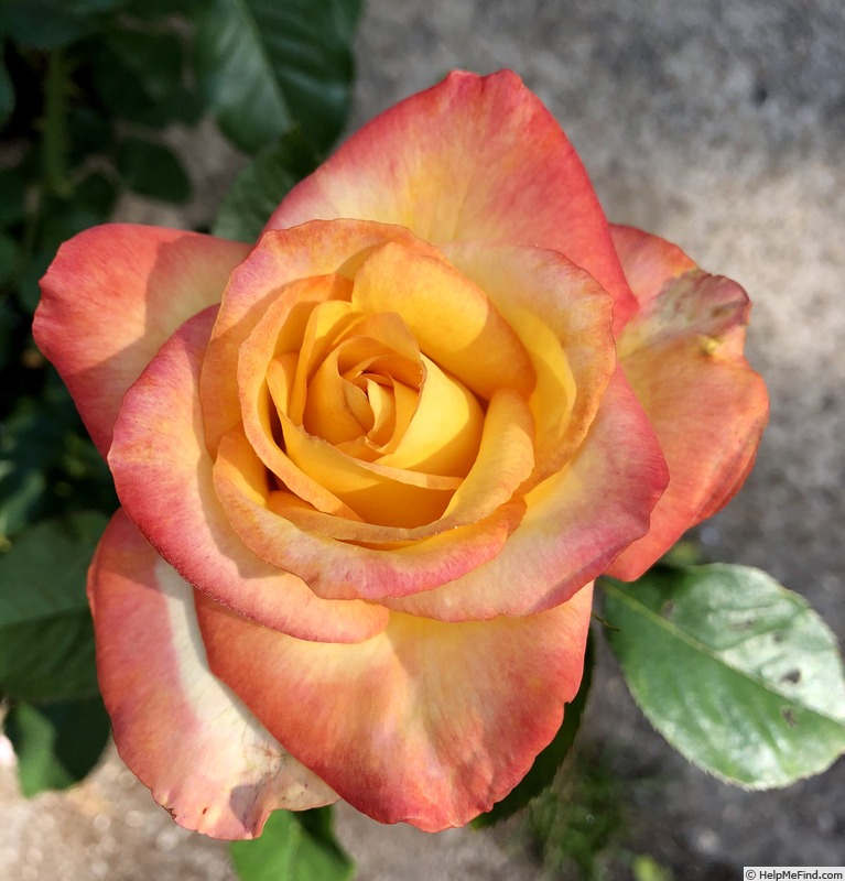 'Summer Surprise' rose photo