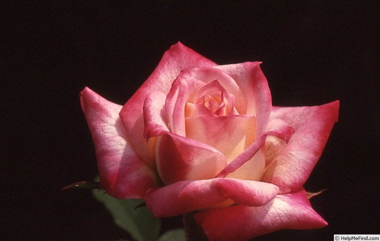 'Fantasi' rose photo