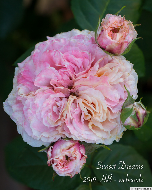 'Sunset Dreams' rose photo