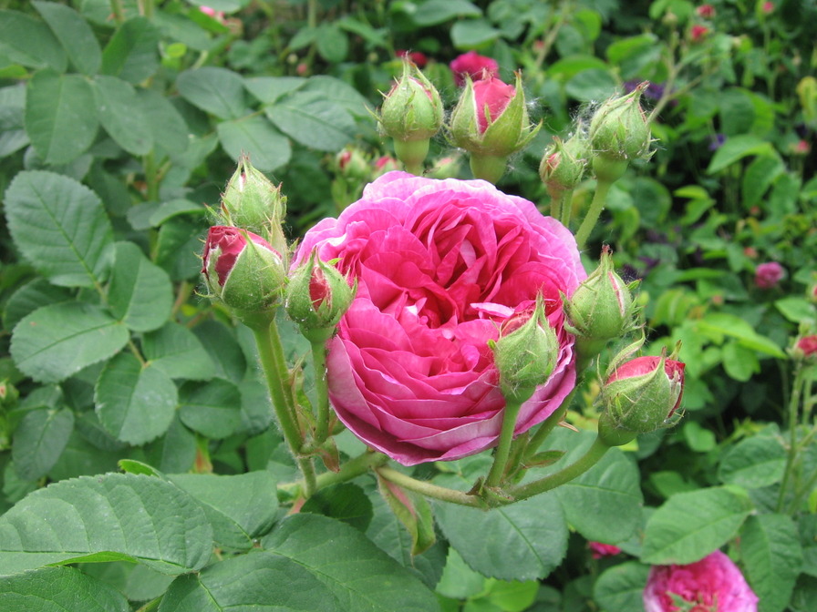 'Pascale Hiemann' , click to enlarge 'Pascale Hiemann'  photo