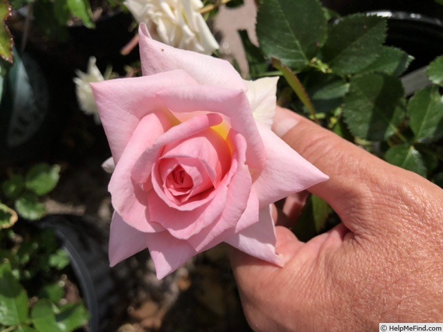 'GHF2' rose photo