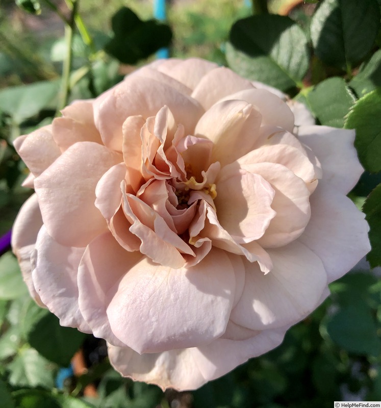 'Grey Dawn' rose photo