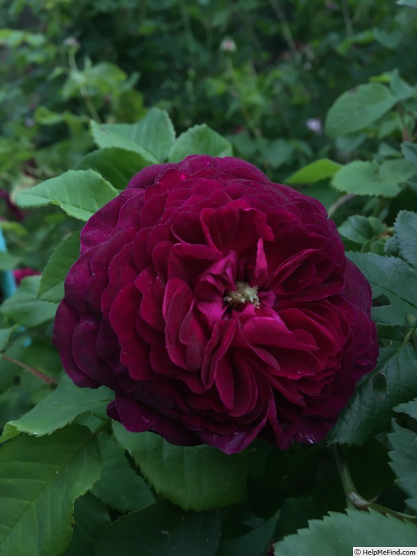 'Rook' rose photo
