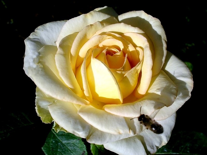 'Isabelle Joerger' rose, click to enlarge 'Isabelle Joerger' rose photo