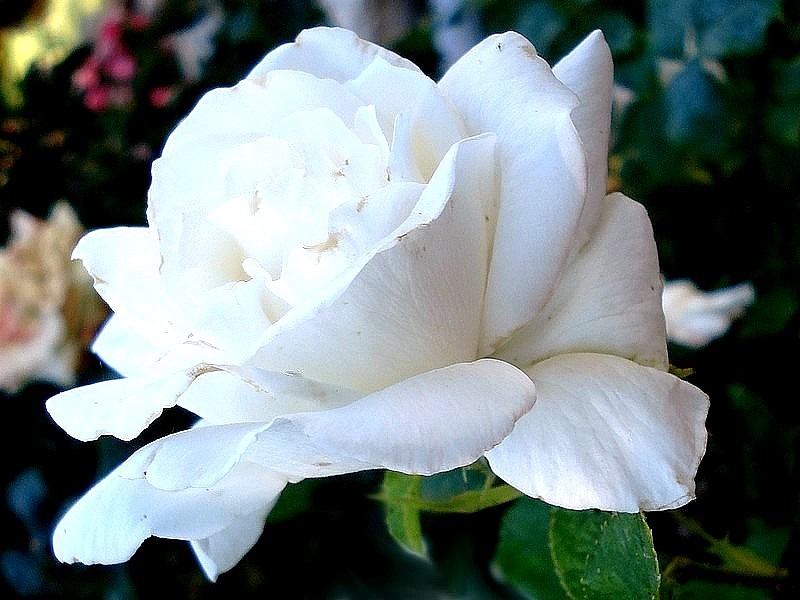'Annapurna (hybrid tea, Dorieux 2000)' rose photo