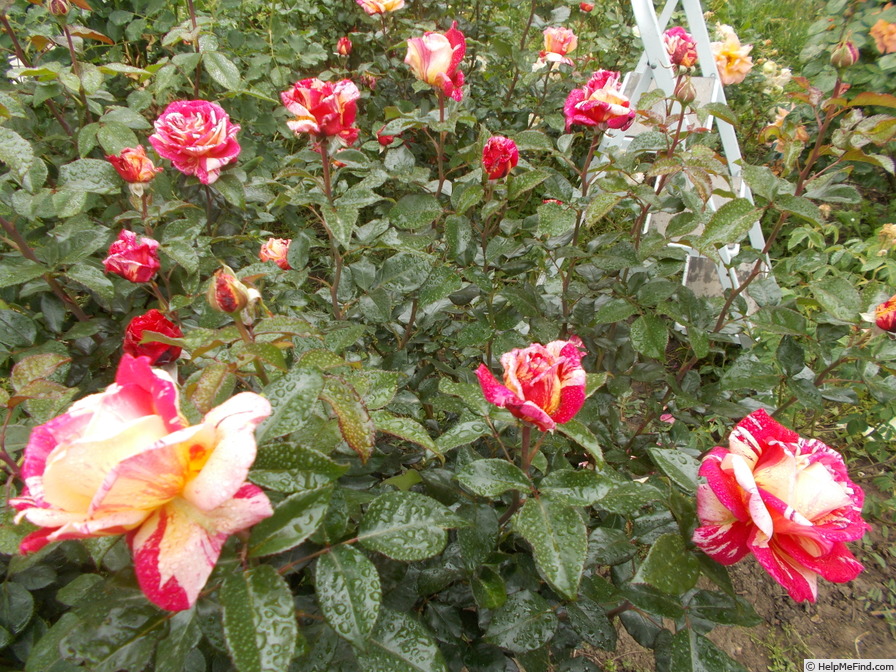 'Brocéliande ® (Hybrid Tea, Adam 2000)' rose, click to enlarge 'Brocéliande ® (Hybrid Tea, Adam 2000)' rose photo