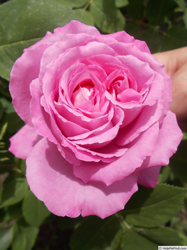 'Mrs. John Laing (Hybrid Perpetual, Bennett, 1885)' rose photo